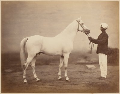 Lieutenant-General Sir Frederick Sleigh Roberts’s Horse, Vonolel, circa 1885 by John Burke