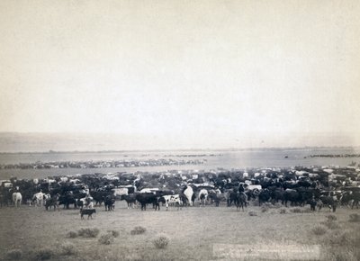 Cowboys herding cattle, South Dakota c.1890 by John C. H. Grabill