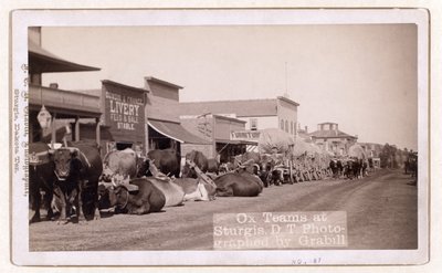 Ox teams at Sturgis, D.T., pub.1887 - 1892 by John C. H. Grabill