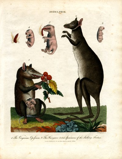 Didelphis (Marsupials) by John Chapman