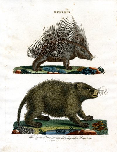 Hystrix (Porcupines) by John Chapman