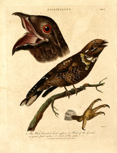 Nightjar (Caprimulgus) by John Chapman