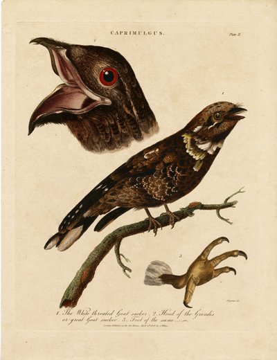 Nightjars (Caprimulgus) by John Chapman