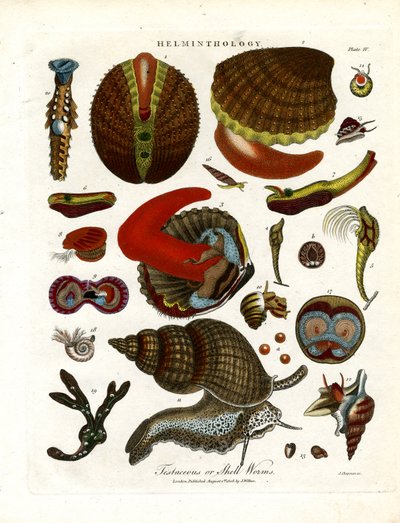 Testaceous or Shell Worms by John Chapman