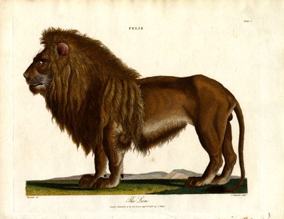 The Lion (Plate I) by John Chapman
