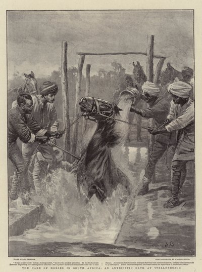 The Care of Horses in South Africa, An Antiseptic Bath at Stellenbosch by John Charlton