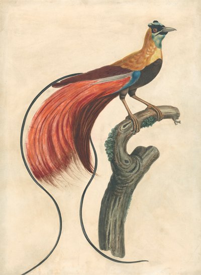 Red-Plumed Bird-of-Paradise (Paradisea Apoda Raggiana), Southeastern New Guinea by John Collet