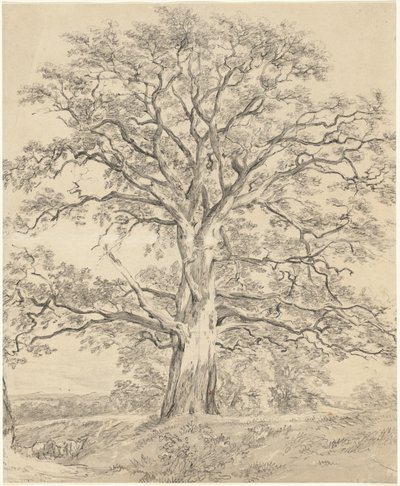 A Great Oak Tree by John Constable