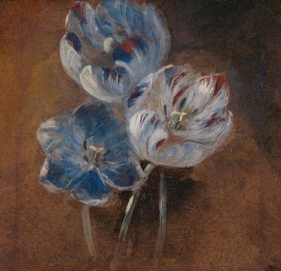 Study of Three Parrot Tulips by John Constable