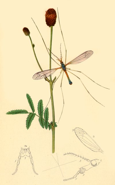 Crane-Fly: Tipula longicornis by John Curtis