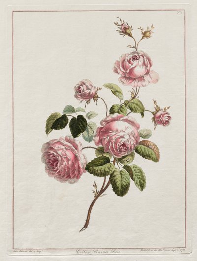 A Collection of Flowers Drawn after Nature - Cabbage Province Rose by John Edwards