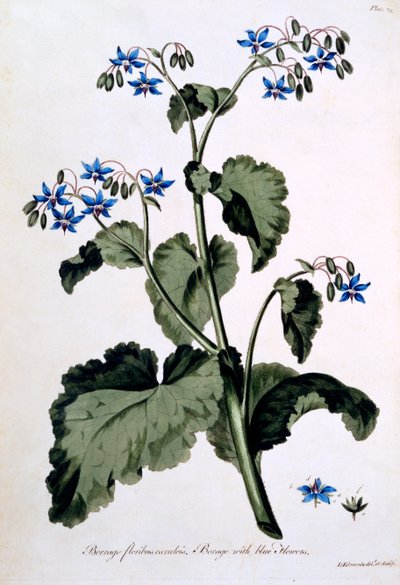 Borage with Blue Flowers, illustration from 