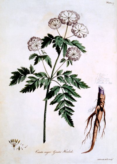 Greater Hemlock [Cicuta major], illustration from 