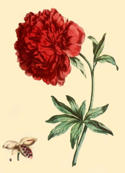 Peony: Paeonia Faemina Flore Pleno Rubro Majore by John Edwards