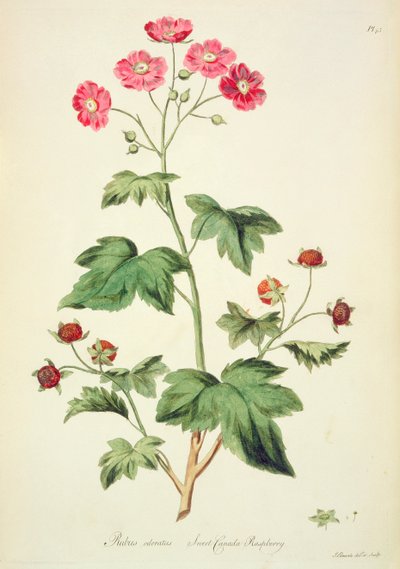 Raspberry: Sweet Canada from 