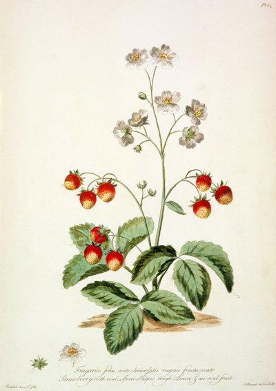 Strawberry: Oval Spear-Shaped, Rough Leaves and an Oval Fruit from 