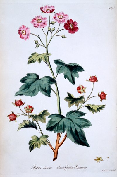 Sweet Canada Raspberry [Rubus odoratus], illustration from 