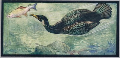 A bird chasing a fish, illustration from 