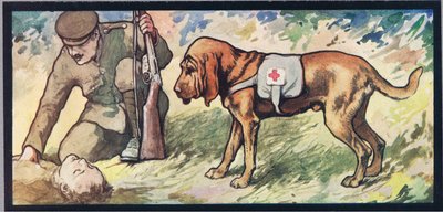 Ambuland bloodhound, illustration from 