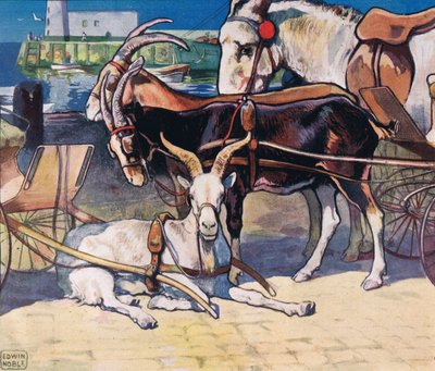Goats resting, illustration from 