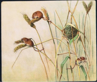 Harvest Mice, illustration from 