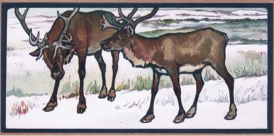 Reindeer by John Edwin Noble