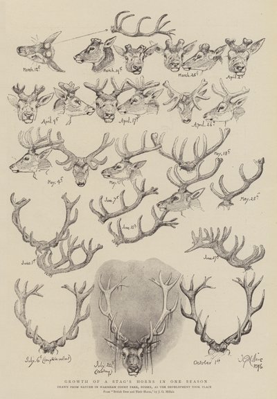 Growth of a Stag
