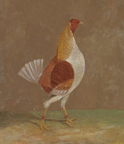 Fighting Cocks: A Pale-Breasted Fighting Cock, Facing Right by John Frederick Herring