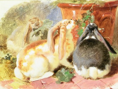 A Study of Three Lop-Eared Rabbits by John Frederick Herring Senior