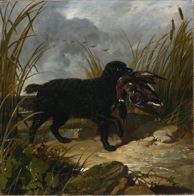An Irish Water Spaniel Retrieving a Mallard Drake by John Frederick Herring Senior