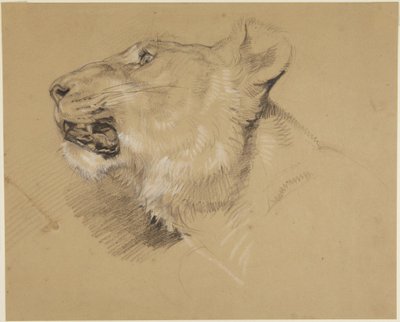 Head of Lioness by John Frederick Lewis