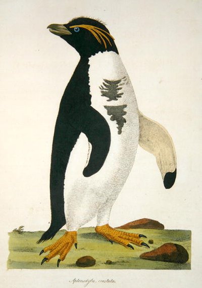 Aptenodytes-Crestata, illustration from Cimelia Physica. Figures of rare and curious quadrupeds, birds... published 1796 by John Frederick Miller