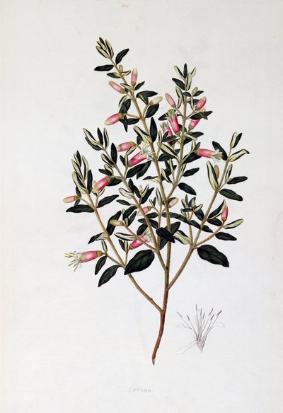 Correa Reflexa by John Frederick Miller
