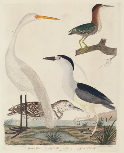 Green Heron, Night Heron, Young Heron, and Great White Heron by John G. Warnicke
