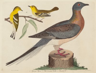 Passenger Pigeon, Blue-mountain Warbler, and Hemlock Warbler by John G. Warnicke