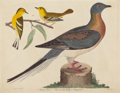 Passenger Pigeon, Blue-mountain Warbler, and Hemlock Warbler by John G. Warnicke