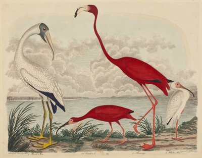 Wood Ibis, Scarlet Ibis, Flamingo, and White Ibis, published 1808-1814 by John G. Warnicke
