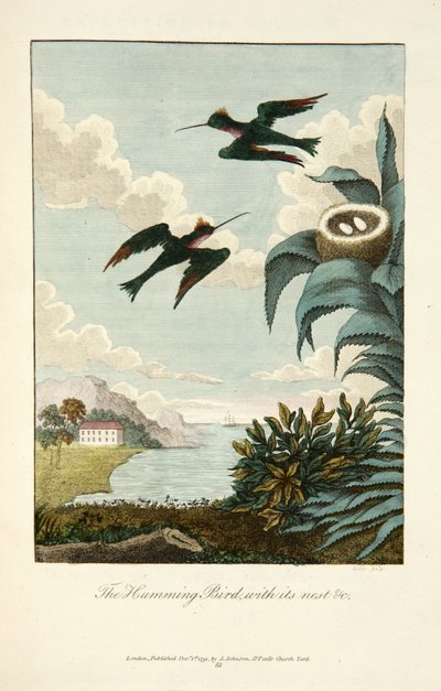 Humming Bird, with Its Nest by John Gabriel Stedman