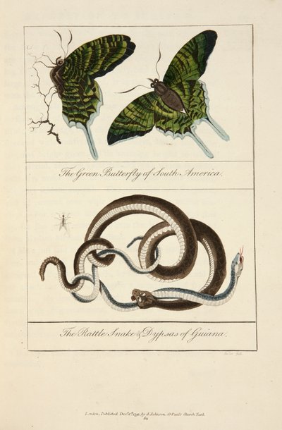 The Green Butterfly of South America & the Rattlesnake & Dypsas of Guiana by John Gabriel Stedman