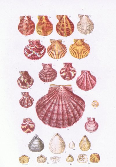 British Scallops, Nature in Britain published by Collins by John George Sowerby