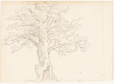 An Oak Tree by John Glover