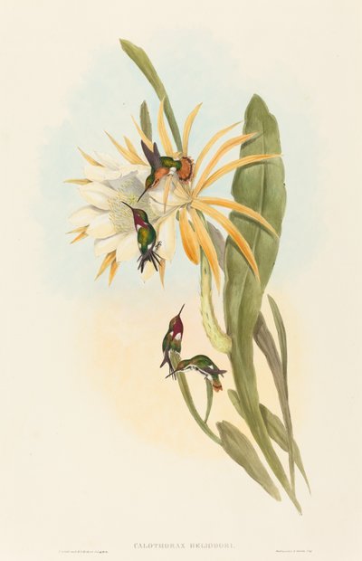 Calothorax heliodori by John Gould and Henry Constantine Richter John Gould and Henry Constantine Richter