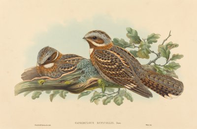 Caprimulgus Ruficollis by John Gould and Henry Constantine Richter John Gould and Henry Constantine Richter
