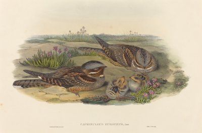 Nightjar by John Gould and Henry Constantine Richter John Gould and Henry Constantine Richter