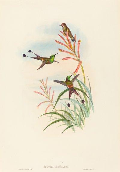Discura longicauda Racket-Tail by John Gould and Henry Constantine Richter John Gould and Henry Constantine Richter