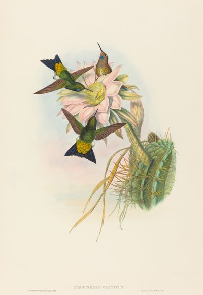 Eriocnemis Vestitus Glowing Puff-Leg by John Gould and Henry Constantine Richter John Gould and Henry Constantine Richter
