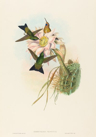 Glowing Puff-Leg by John Gould and Henry Constantine Richter John Gould and Henry Constantine Richter