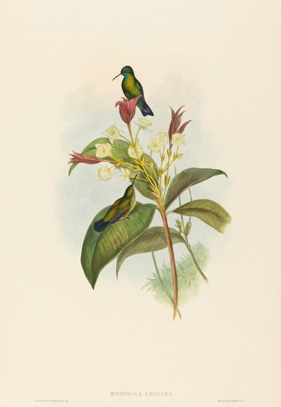 Eucephala Caerulea Blue-chinned Sapphire by John Gould and Henry Constantine Richter John Gould and Henry Constantine Richter