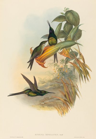 Empress Hummingbird by John Gould and Henry Constantine Richter John Gould and Henry Constantine Richter