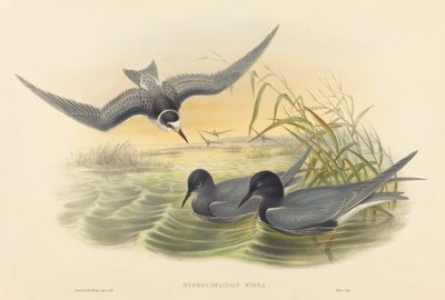 Hydrochelidon Nigra by John Gould and Henry Constantine Richter John Gould and Henry Constantine Richter